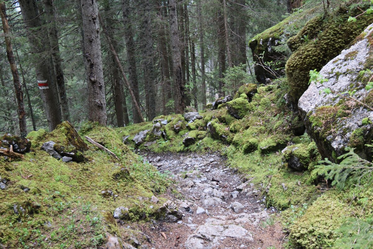 Sulwald Wald Wanderweg