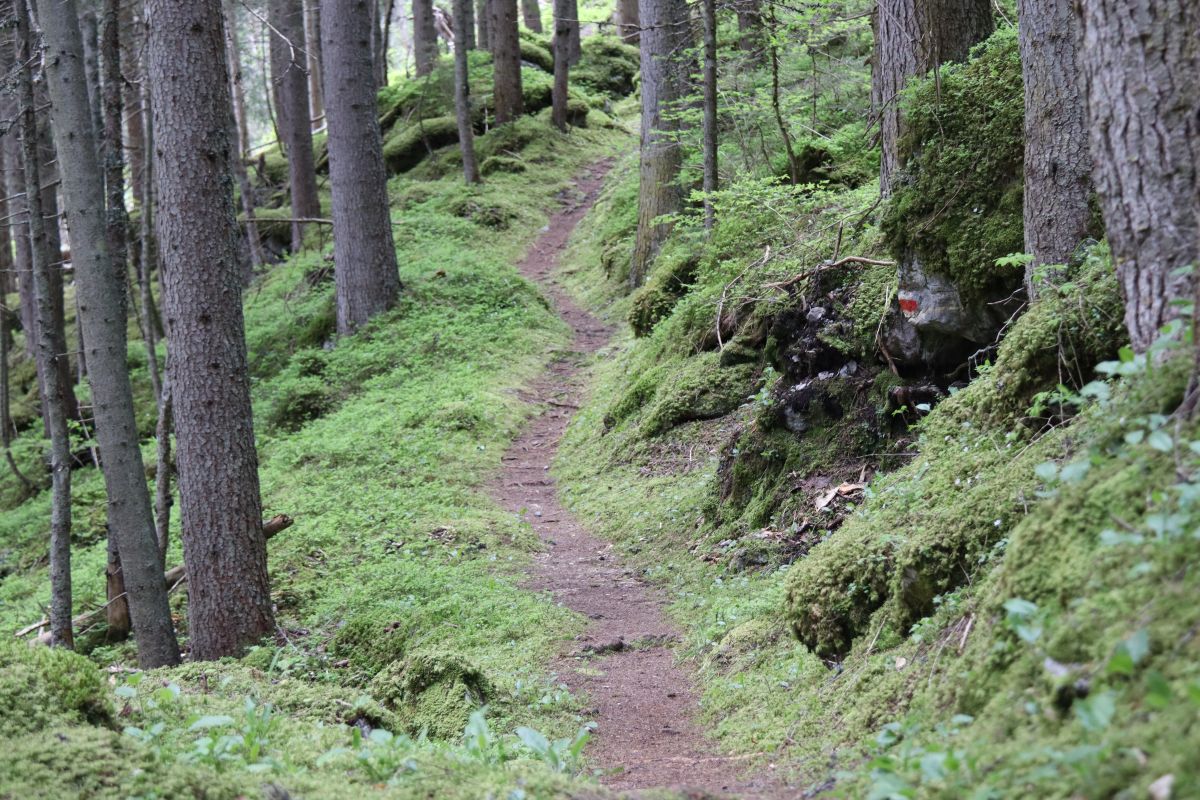 Sulwald Wald Wanderweg