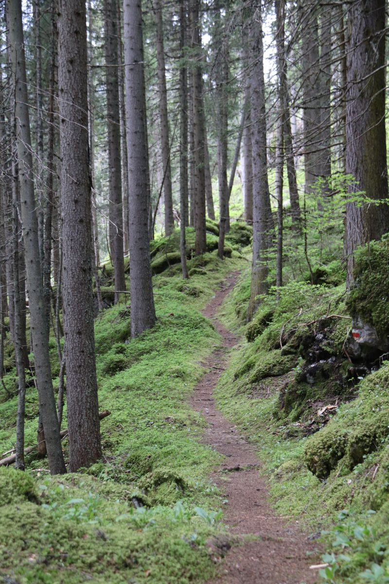 Sulwald Wald Wanderweg