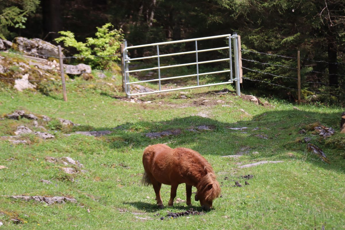 Pony auf dem Wanderweg