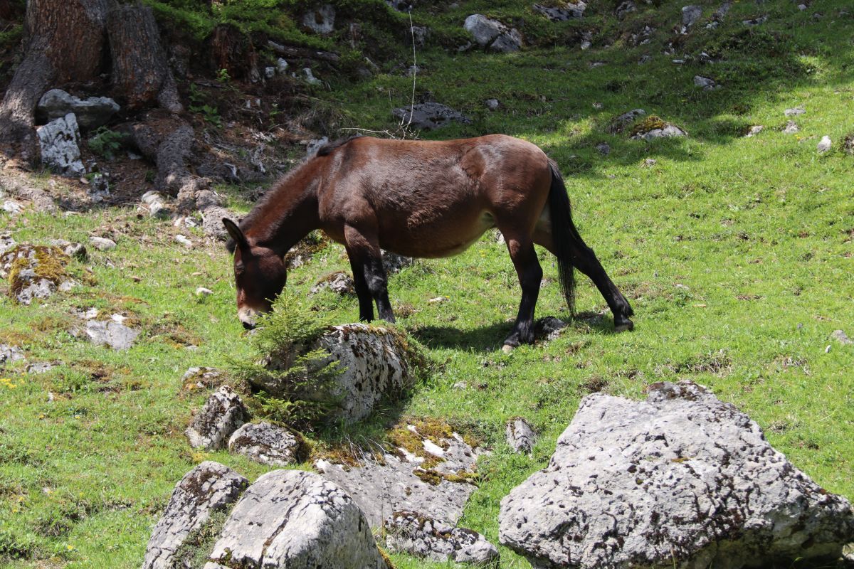 Pferd auf dem Wanderweg