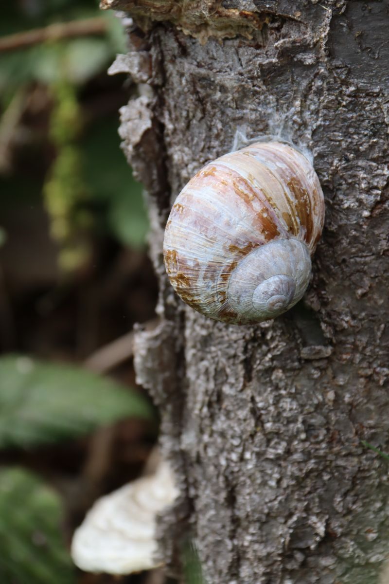 Schnecke