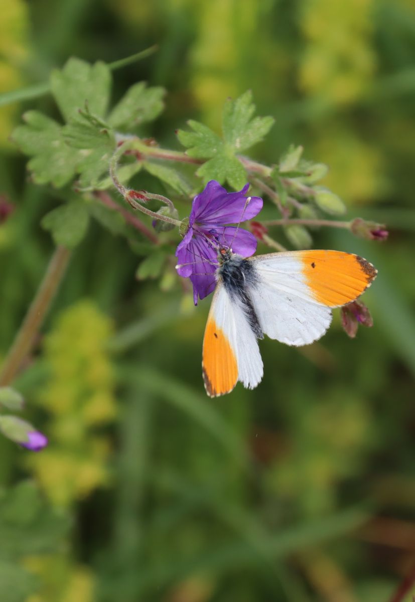 Schmetterling