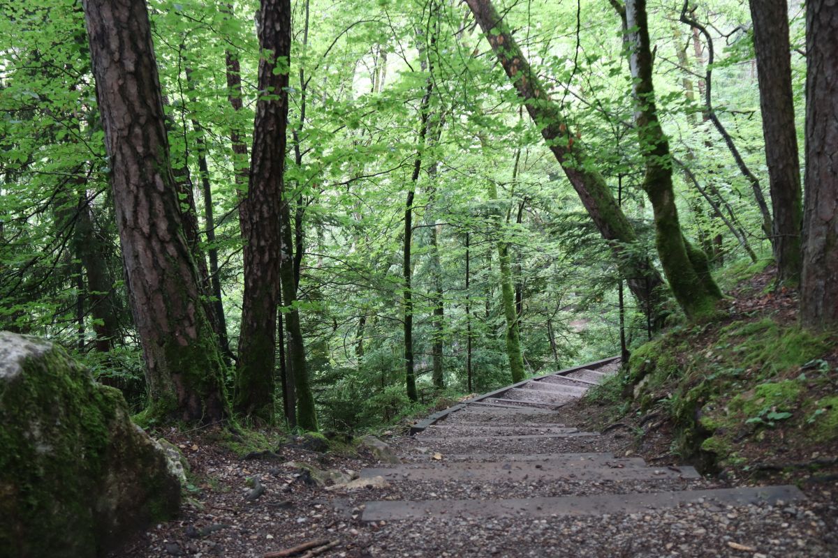 Wald bei der Areuse Schlucht