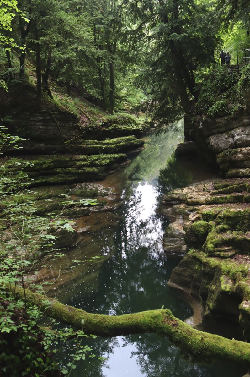 Wald spiegelt in der Areuse