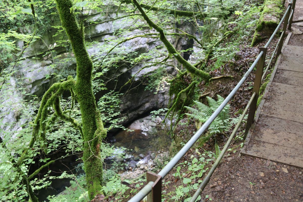 Blick in die Areuse Schlucht mit  mossbedecktem Baum und Geländer