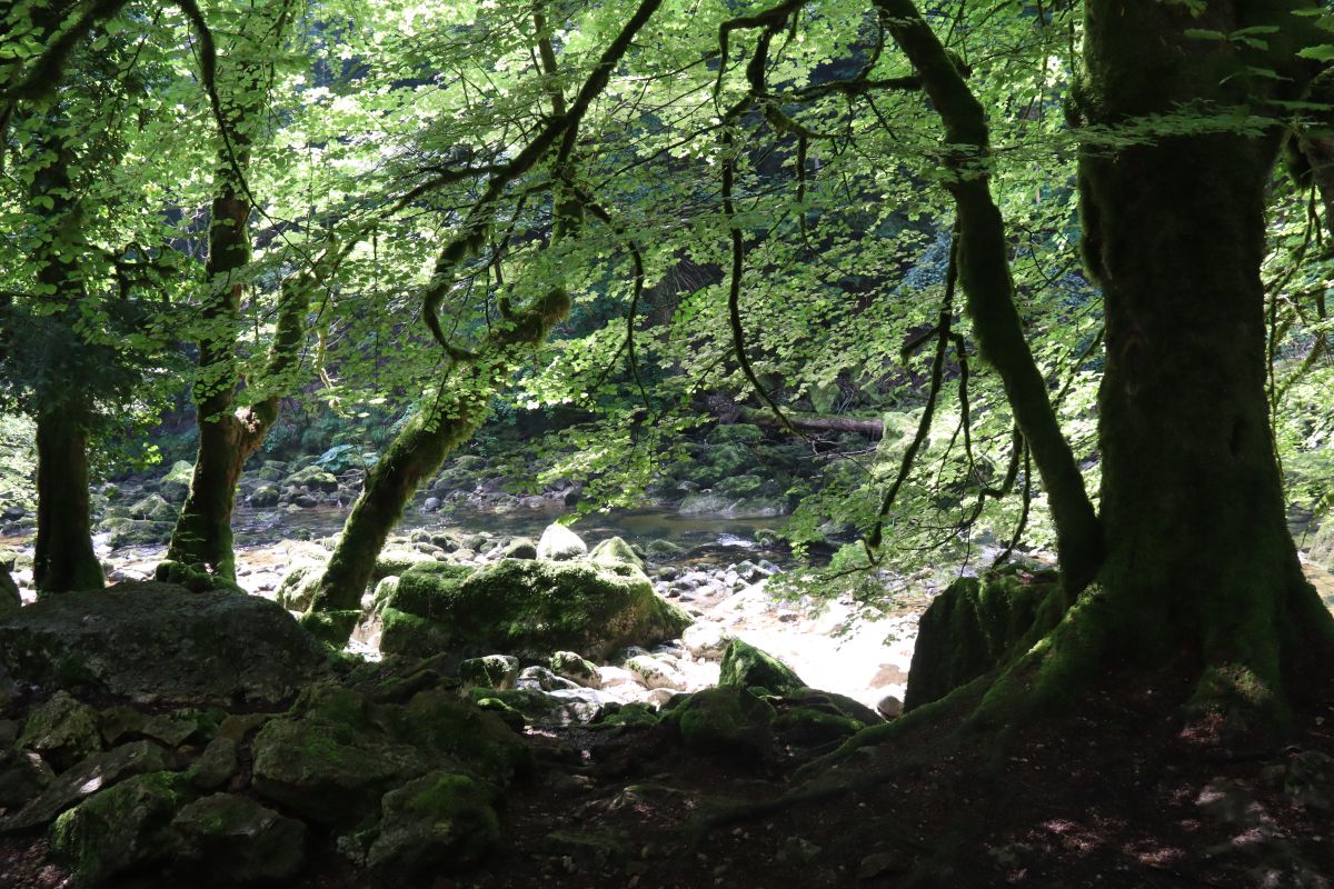 Die Areuse, Bäume und Sonnenlicht