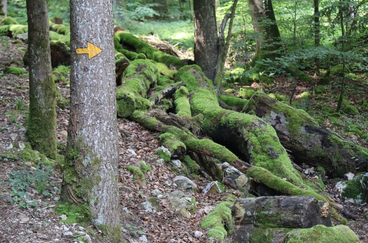 Wegweiser auf Baum neben moosbedeckten Baumstämmen