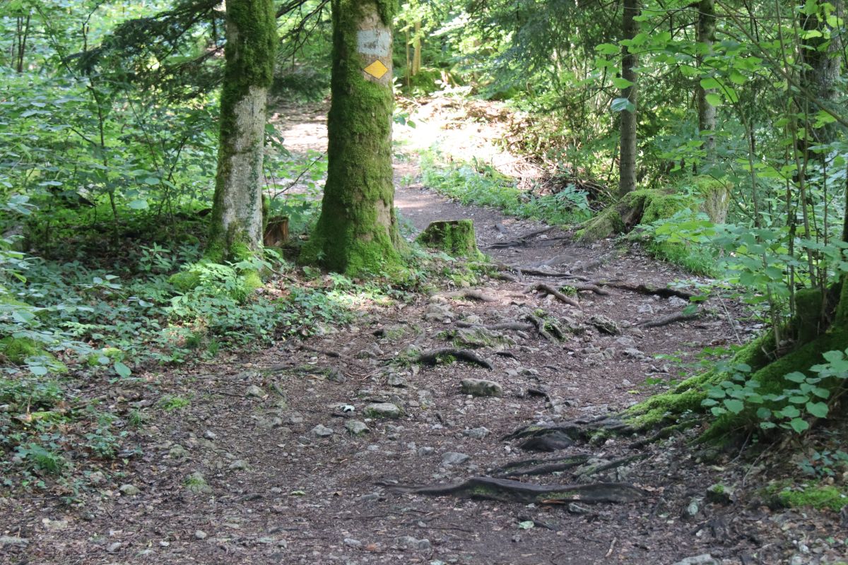 Wegweiser auf moosbedecktem Baum neben Wurzelweg