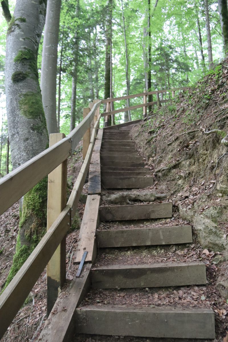 Treppe im Wald