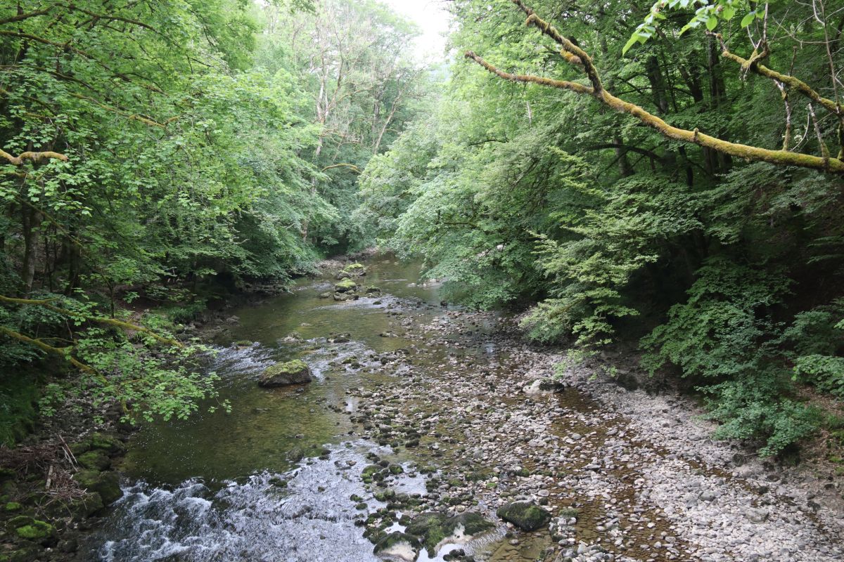 Areuse umgeben von einer Waldlichtung